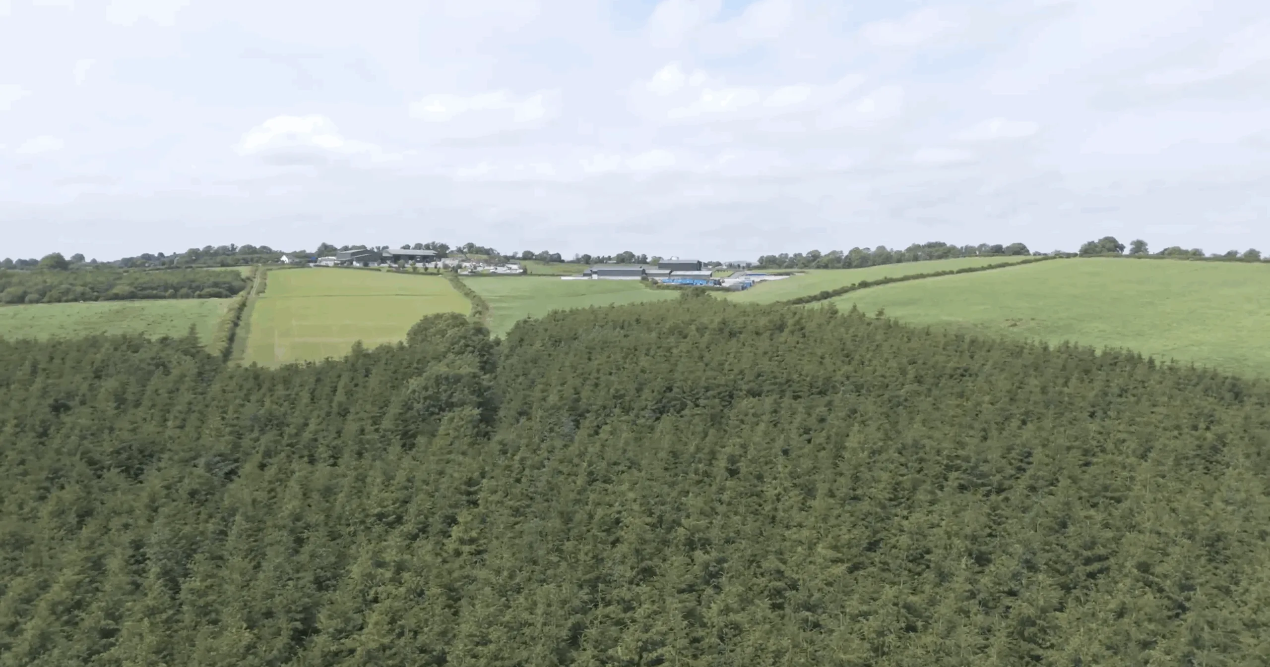 planted forestry