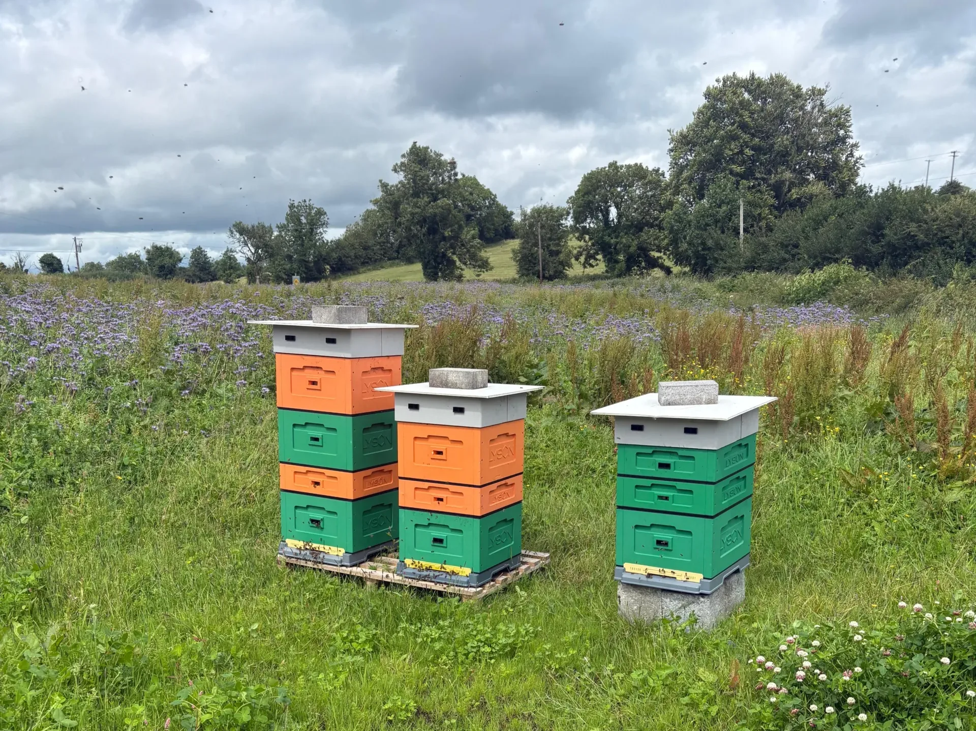 bee hives at wilton recycling ballyjamesduff kiffa biodiversity site